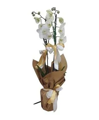 Çift Dal Beyaz Orkide – Masal's Flower Garden