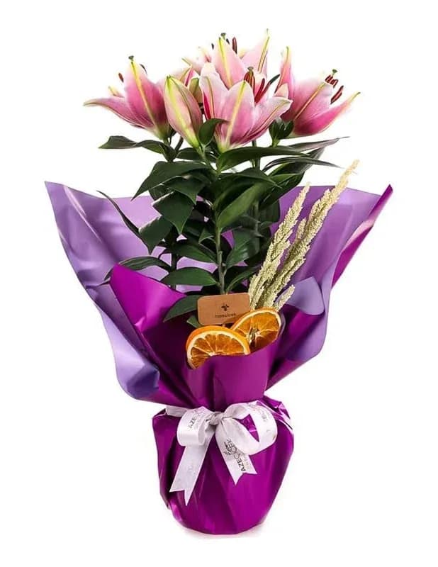 Saksı Lilyum – Masal's Flower Garden