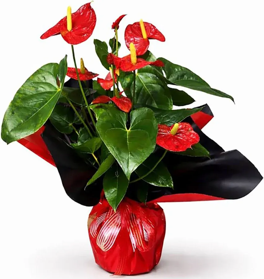 Antoryum – Masal's Flower Garden
