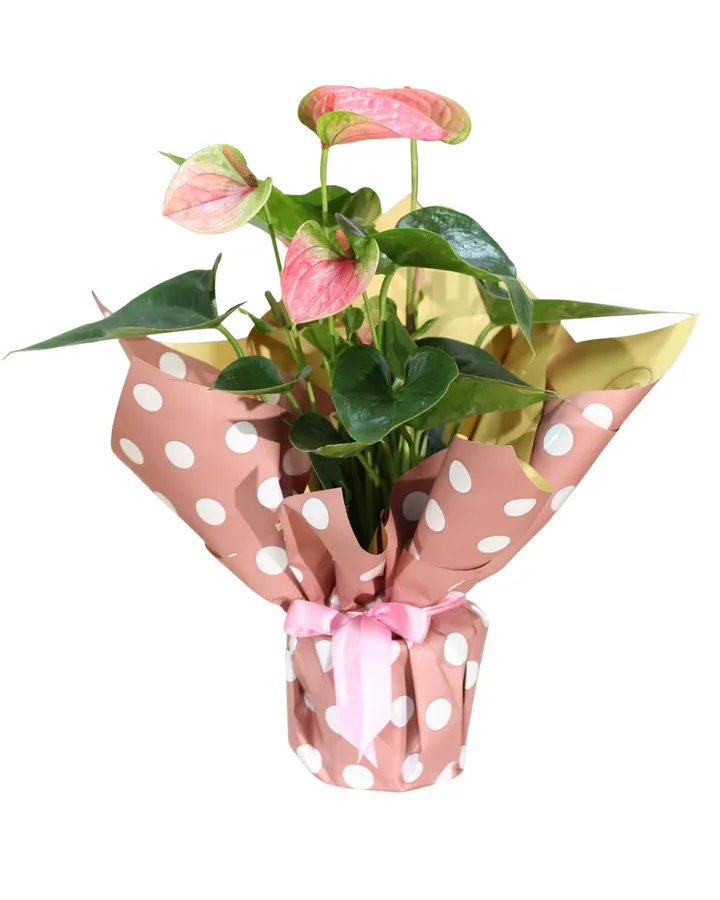 Pembe Antoryum – Masal's Flower Garden