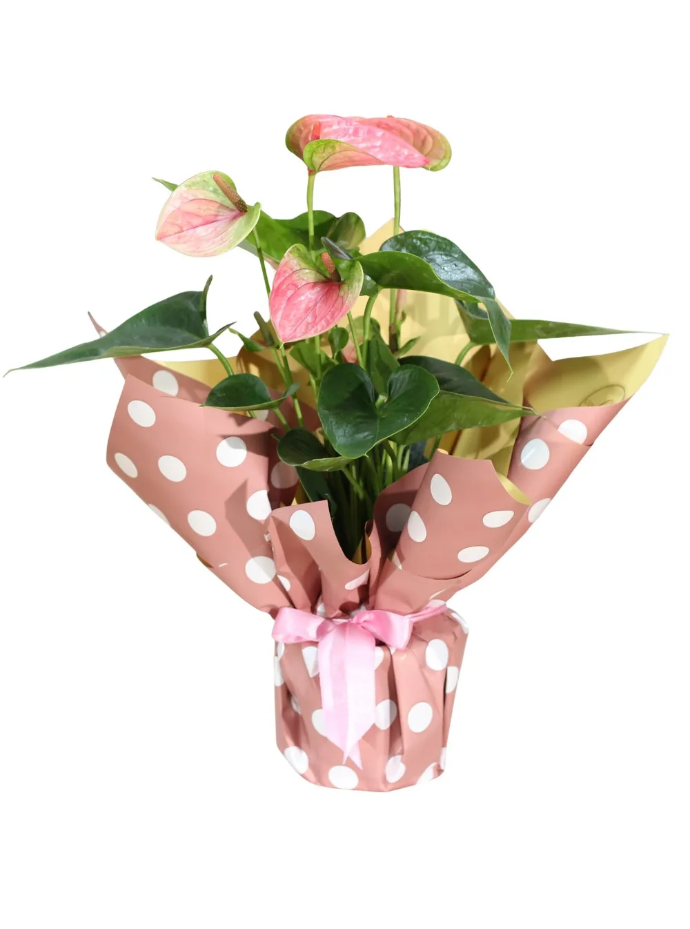 Pembe Antoryum – Masal's Flower Garden